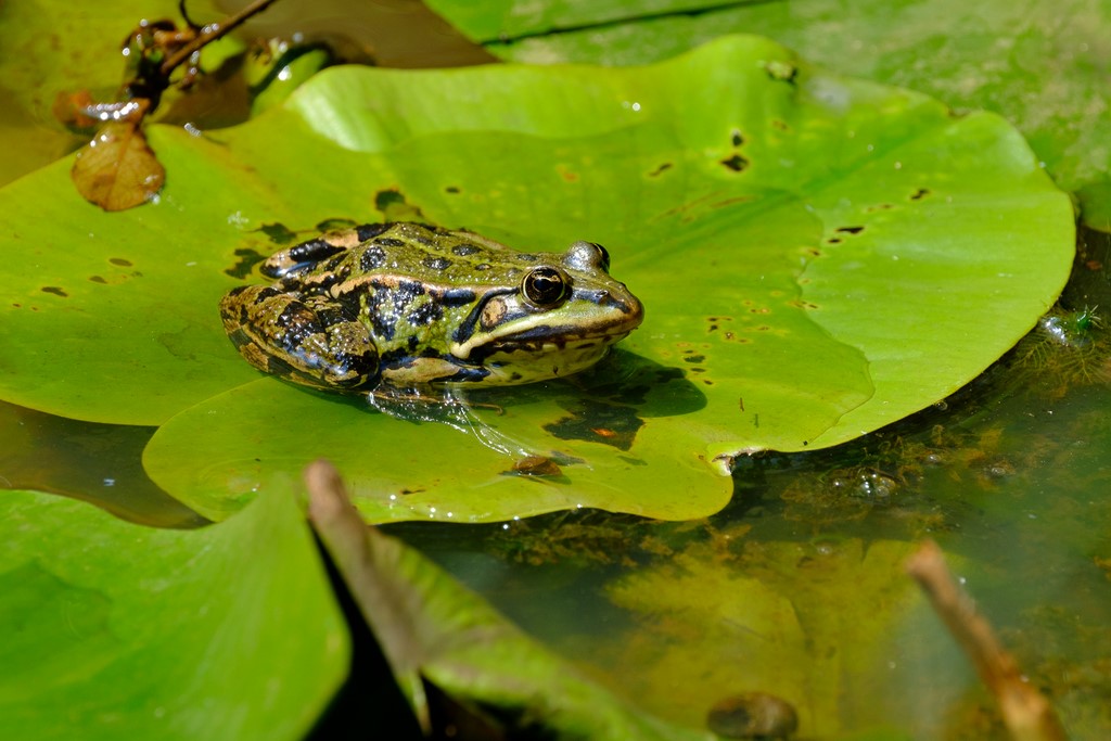 Grenouille, Photo : J-F Pirolet