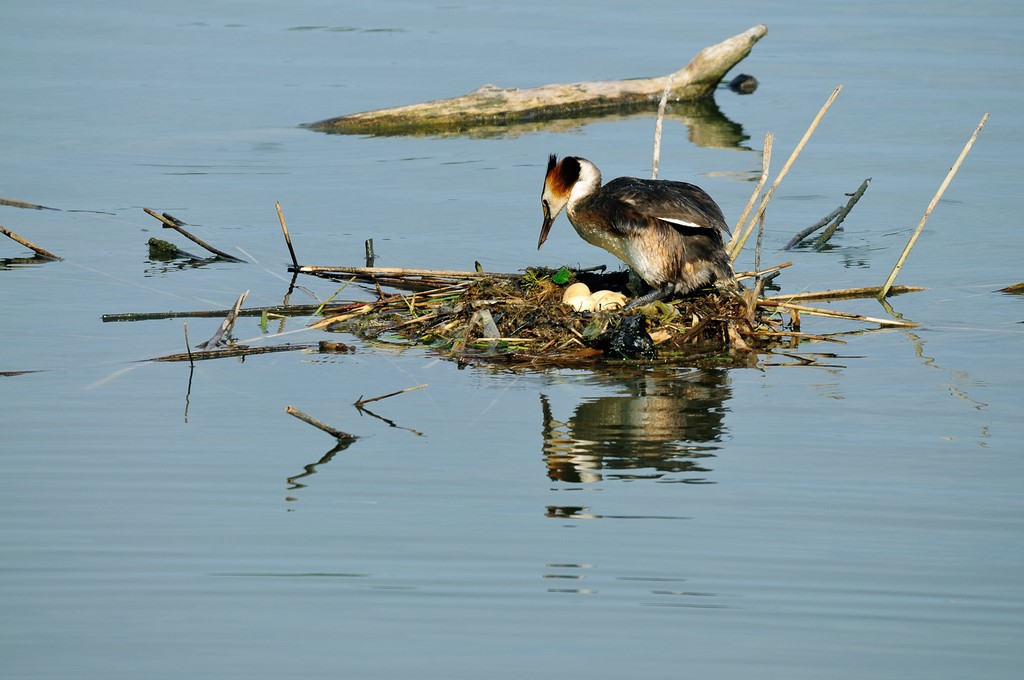 Grèbe huppé, Photo : J-F Pirolet
