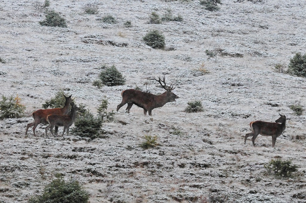 Cerf dans la neige. Photo : J-F Pirolet