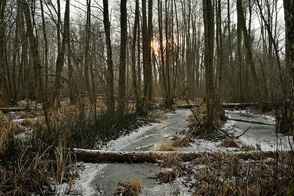 Grangettes,  Photo : J-F Pirolet