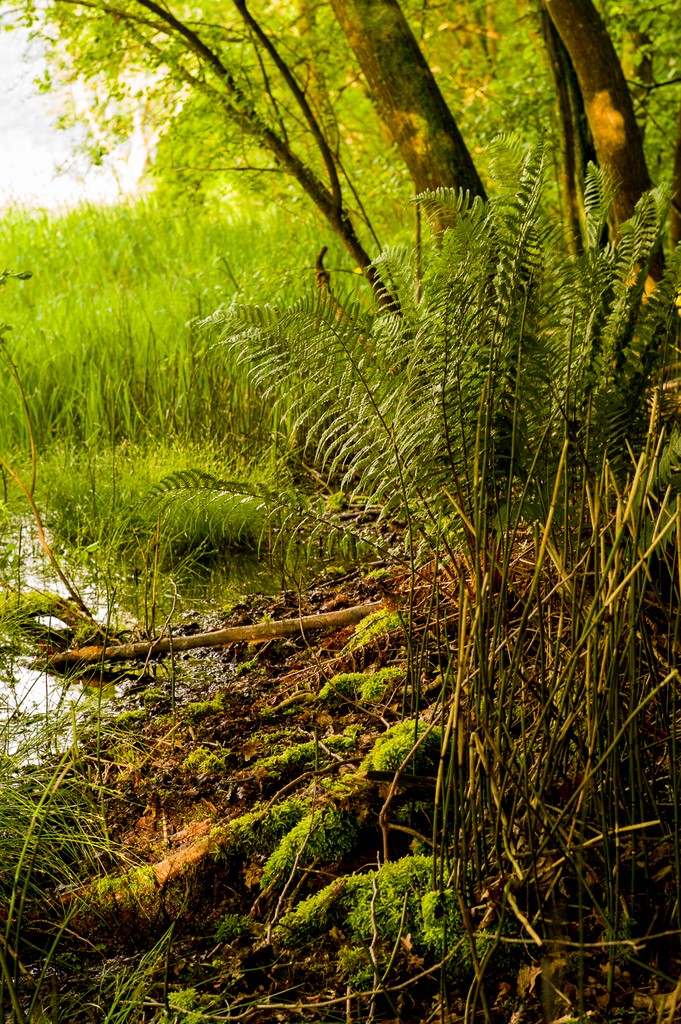 Sous-bois, photo : Nicolas Pirolet