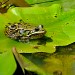 Grenouille, Photo : J-F Pirolet