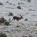 Cerf dans la neige. Photo : J-F Pirolet