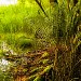 Sous-bois, photo : Nicolas Pirolet